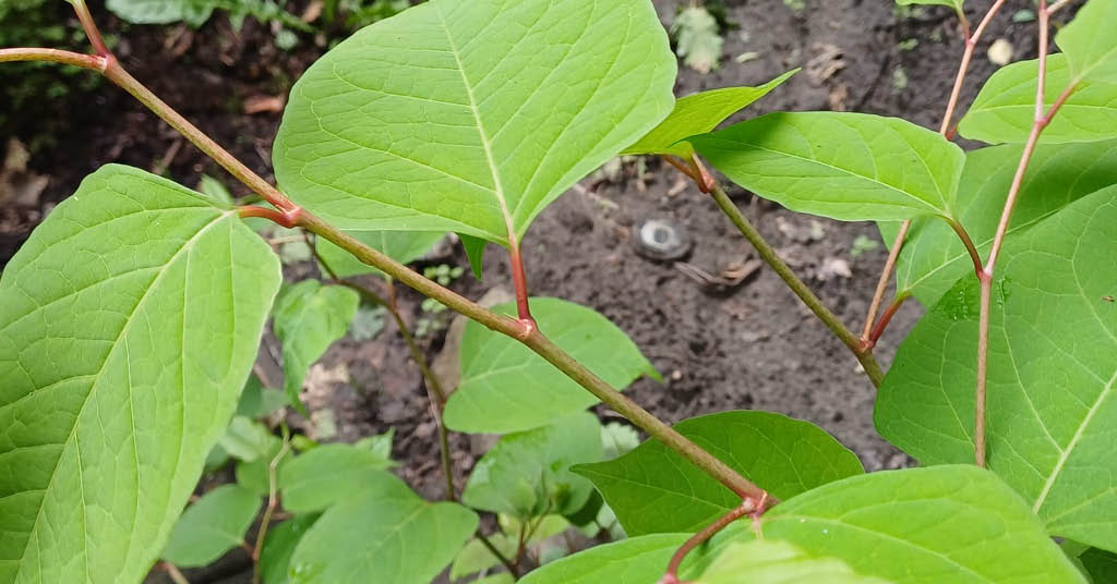 Houd invasieve uitheemse planten buiten de deur (en je tuin)