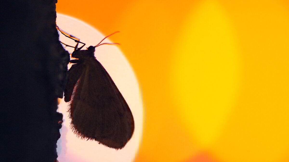 Terugblik Nacht van de Nacht 2025