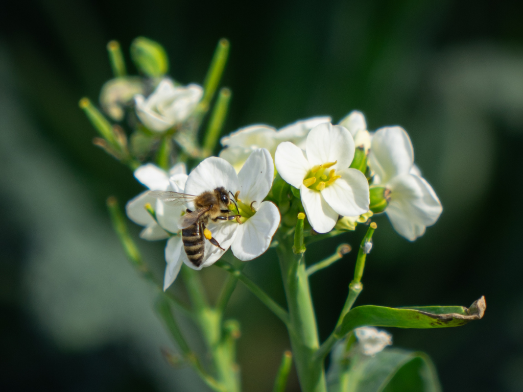 Actieplan gewasbeschermingsmiddelen besproken in Provinciale Staten