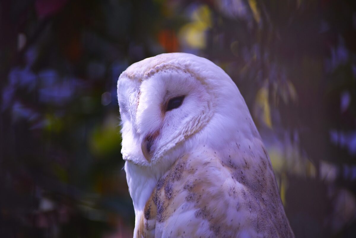Toepassing specifieke zorgplicht flora en fauna in de praktijk