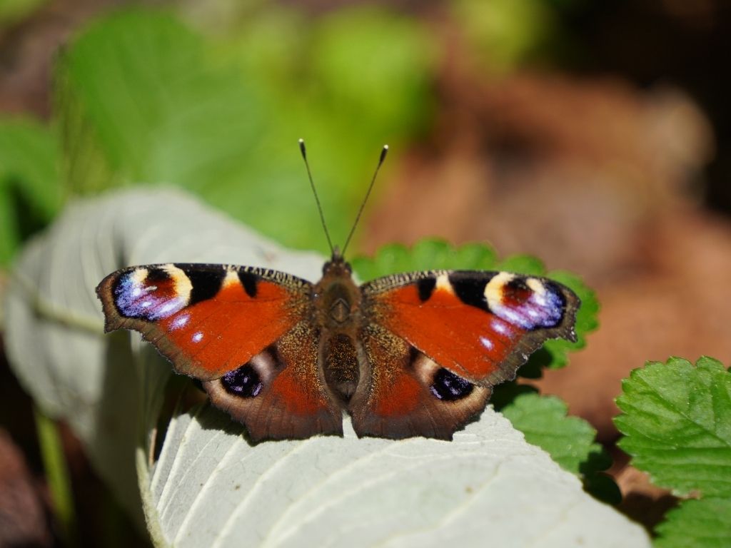 Lobbyen in de lokale politiek, hoe pak je dat aan?