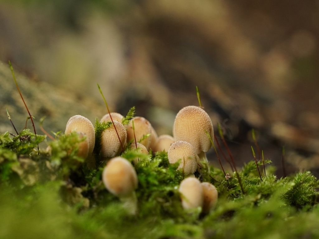 Kwetsbare natuur beter beschermd tegen schadelijke activiteiten onder nieuwe Omgevingswet