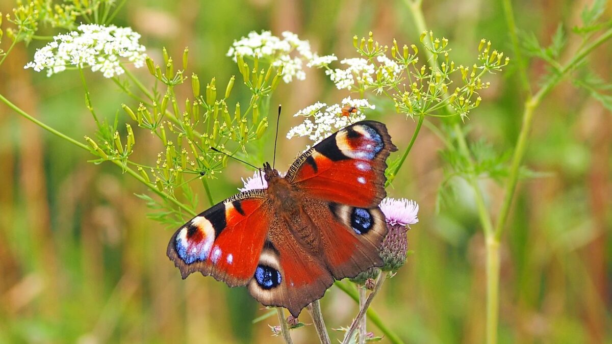 Veel belangstelling voor webinars Basiskwaliteit Natuur