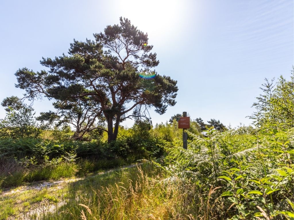 Reactie Brabantse natuurorganisaties op voornemen provincie om vergunningen pluimveehouders in te trekken