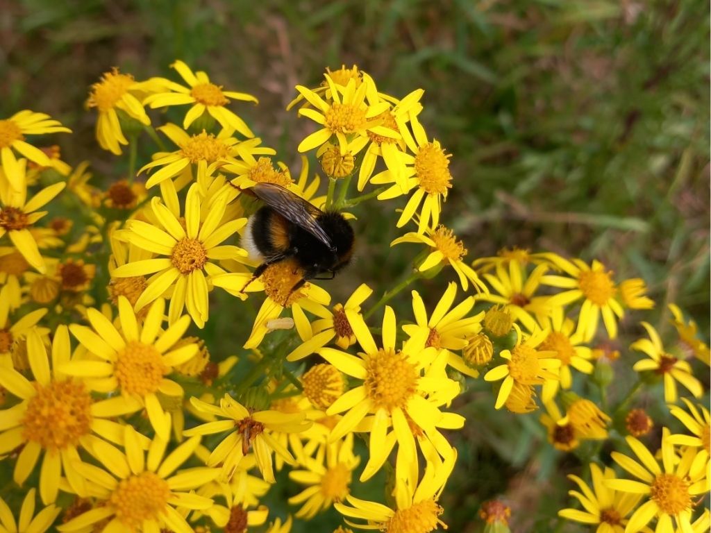 21 november | Lancering dichtbundel Natuurdichter van Brabant